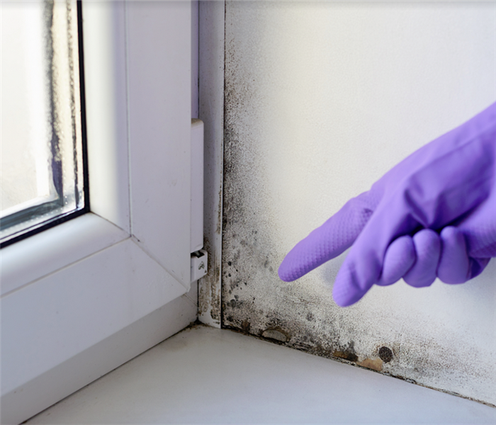 a hand with a purple glove on pointing at mold growing in the corner of a room